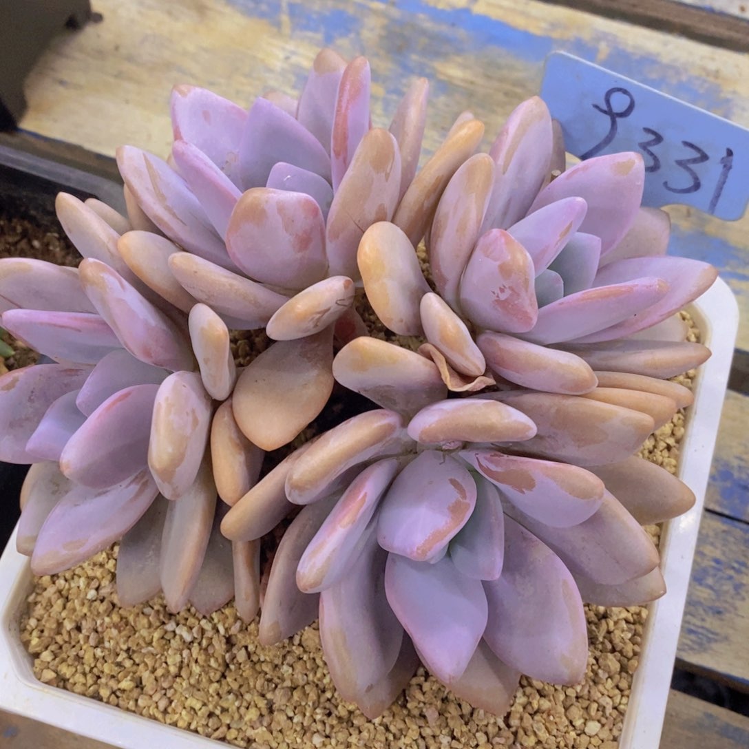 多肉植物，一物一拍，3单包邮