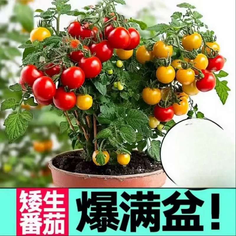 盆栽小番茄种子矮生珍珠小西红柿圣女果水果蔬菜种籽阳台庭院室内
