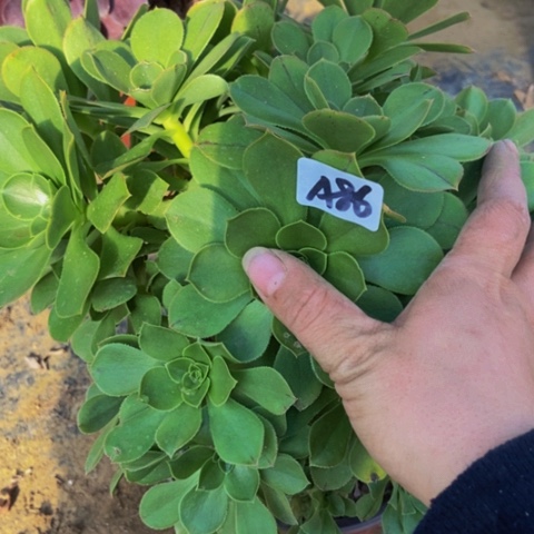 大绿玫瑰朵朵砍头朵朵不包断86多肉