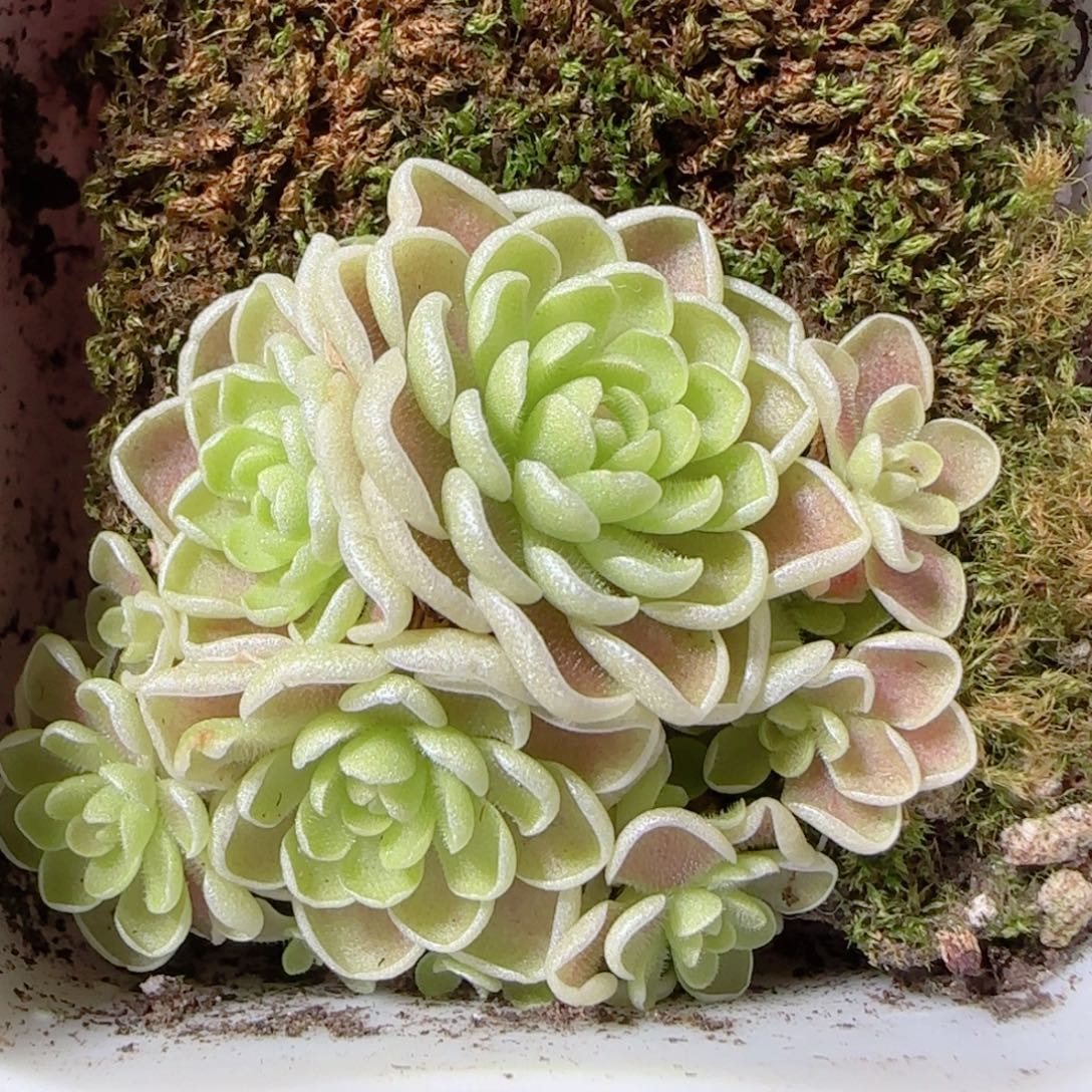 花语多肉1207-27爱丽丝捕虫堇