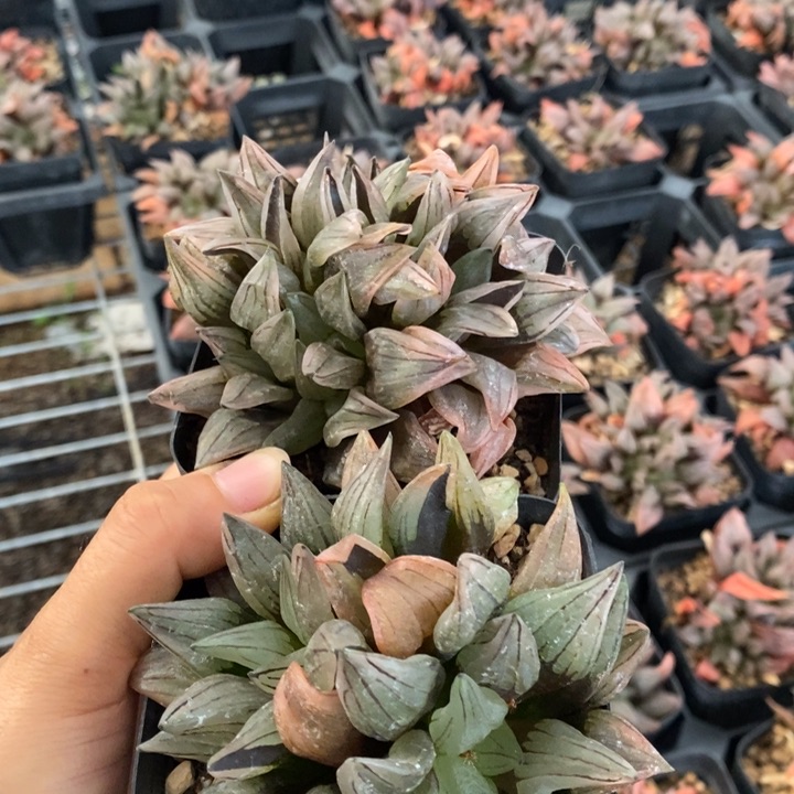 2颗西瓜脱土发货