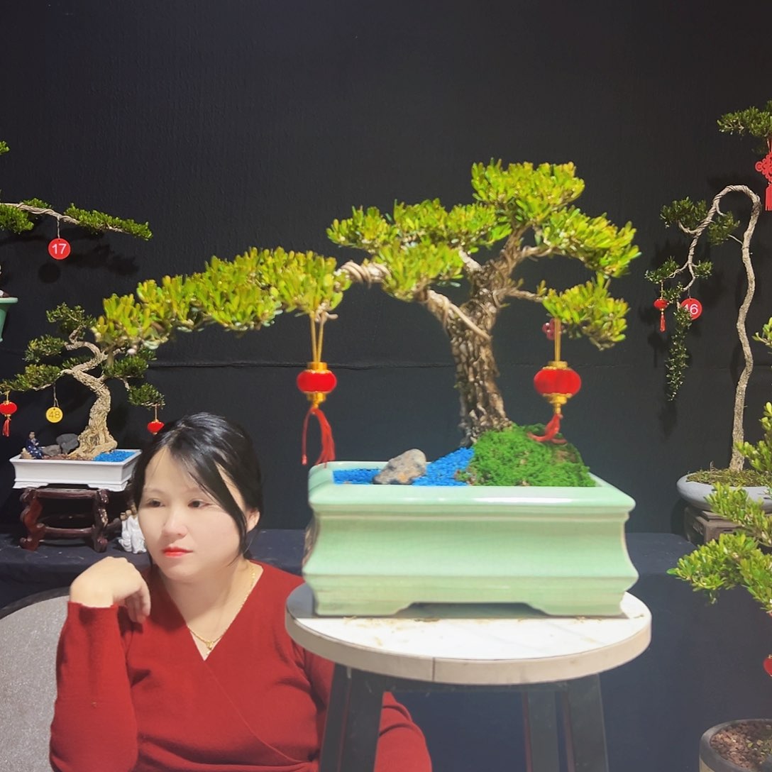 广东黄杨木盆景皱皮黄杨木