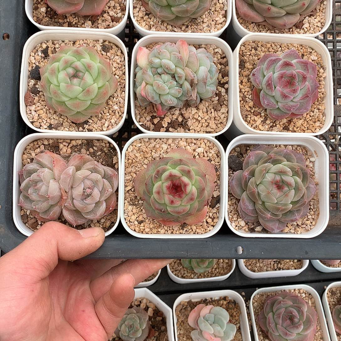 杂交糖心珍妮9颗36号