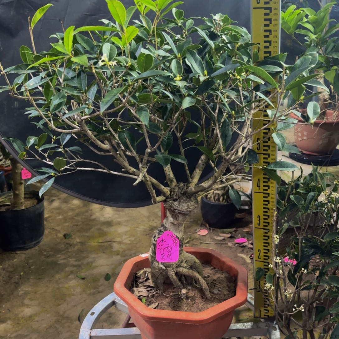 完全开放老月1121111111