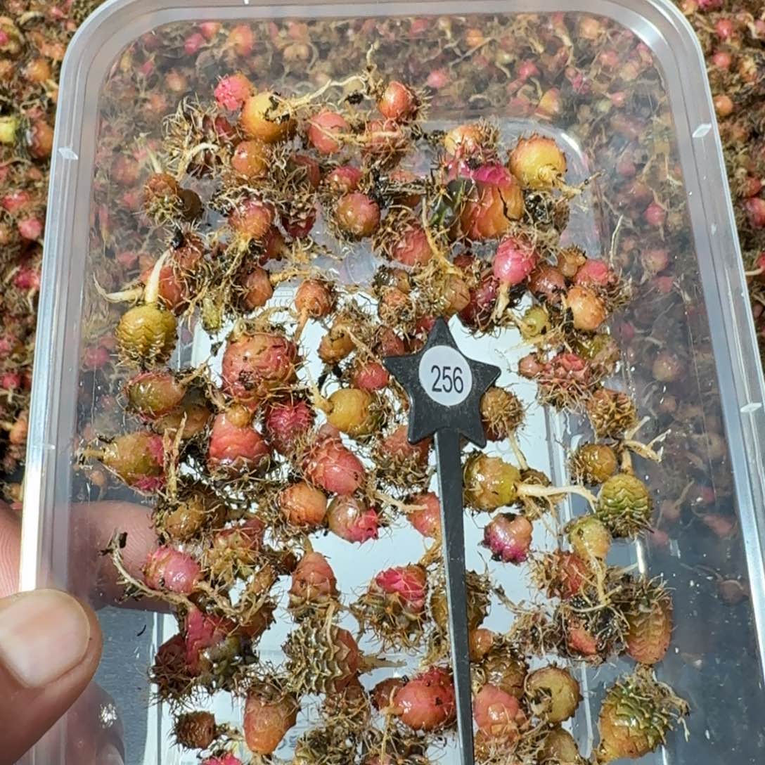 米哈实生自然锦练手球256