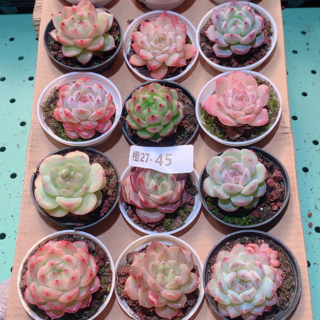 27-45一物一拍多肉带盆18颗