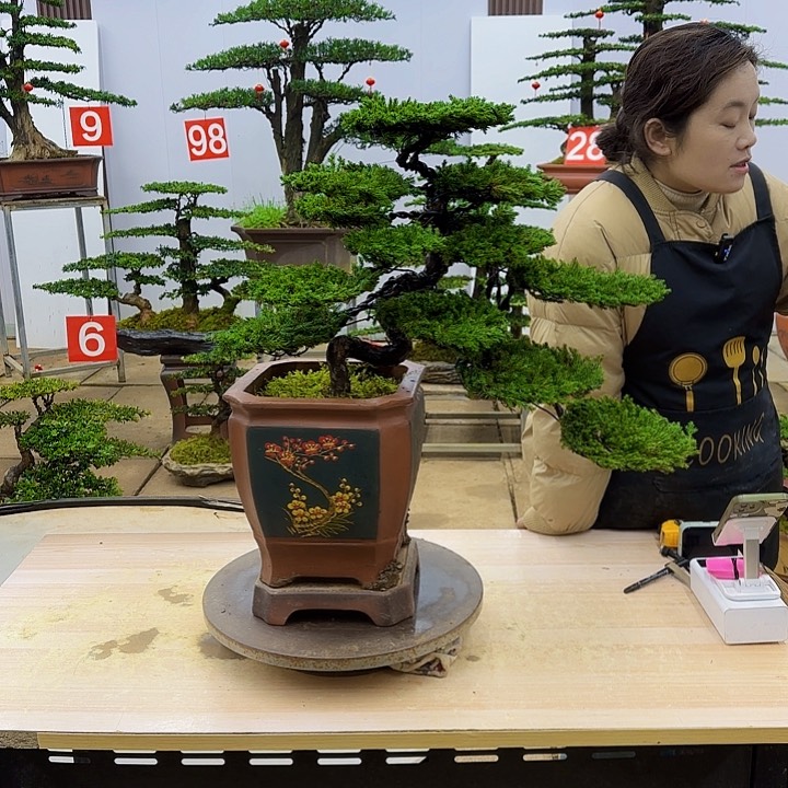 盆景直播间一物一拍