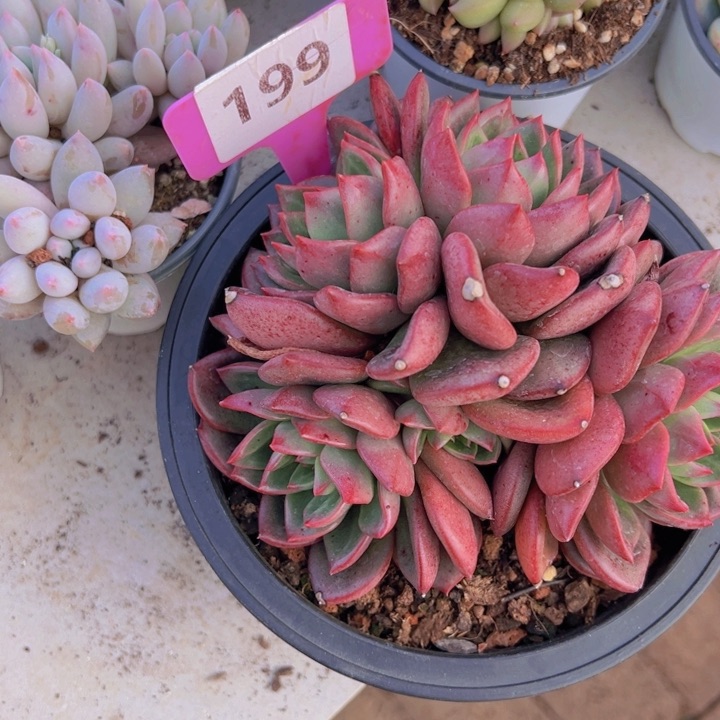 健健康康平平安安