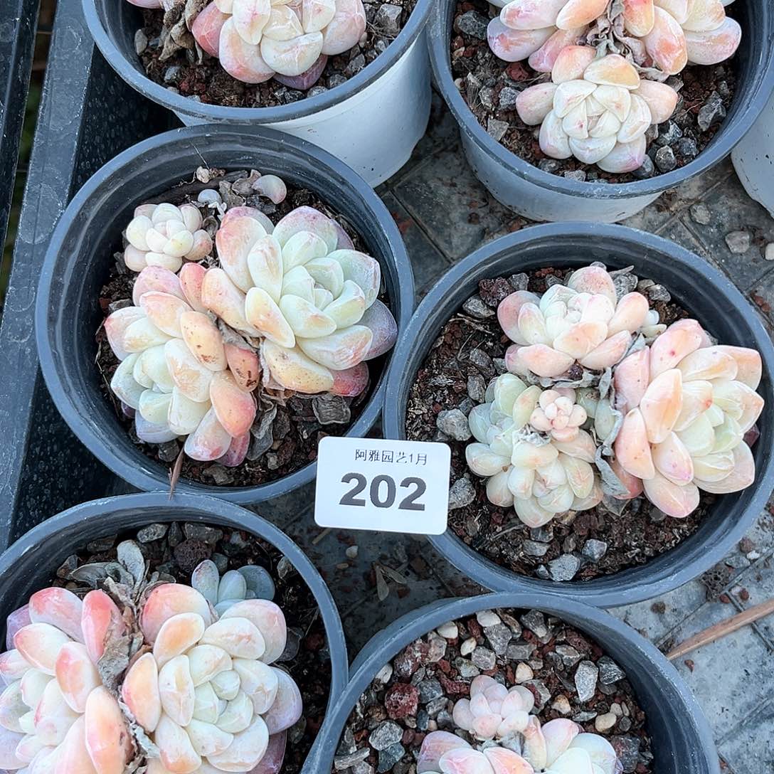 阿雅园艺。    不售后脱土发200