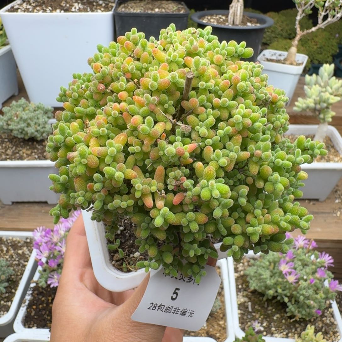 5号蜜橘10cm福利多肉。