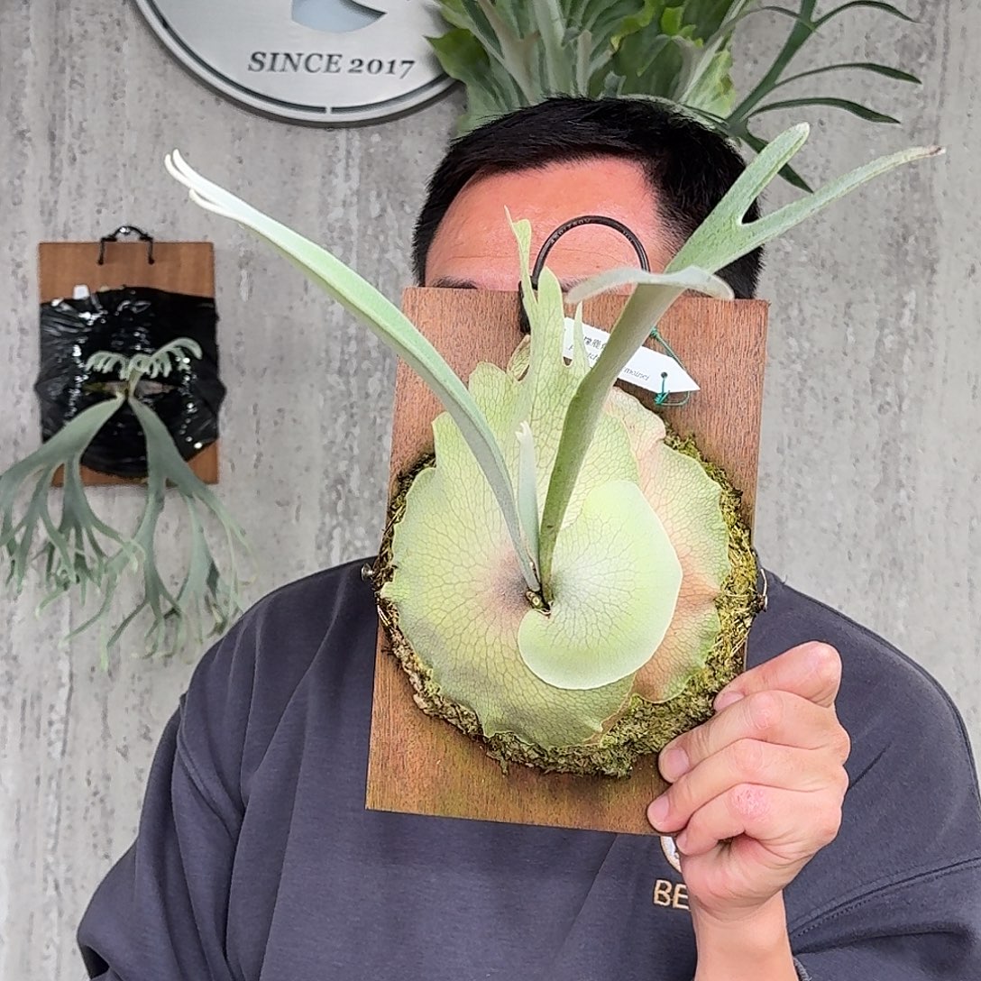 完全开放柠檬鹿角蕨春野花园