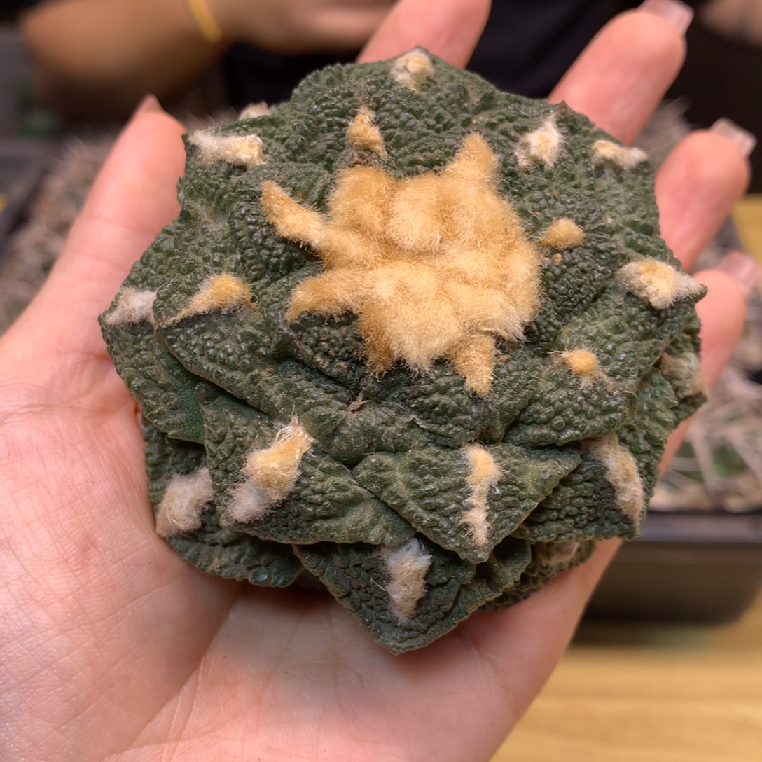      12号 出根芽 龟甲连山岩牡丹7.8公分