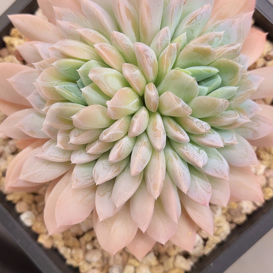 维金斯111111111111111