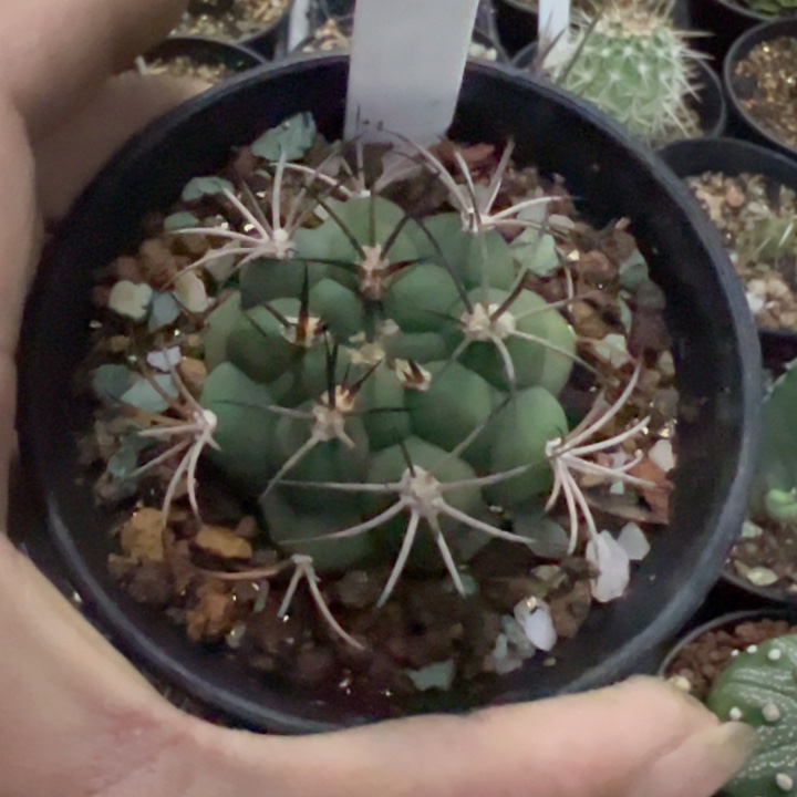 完全开放实生火车头脱土发