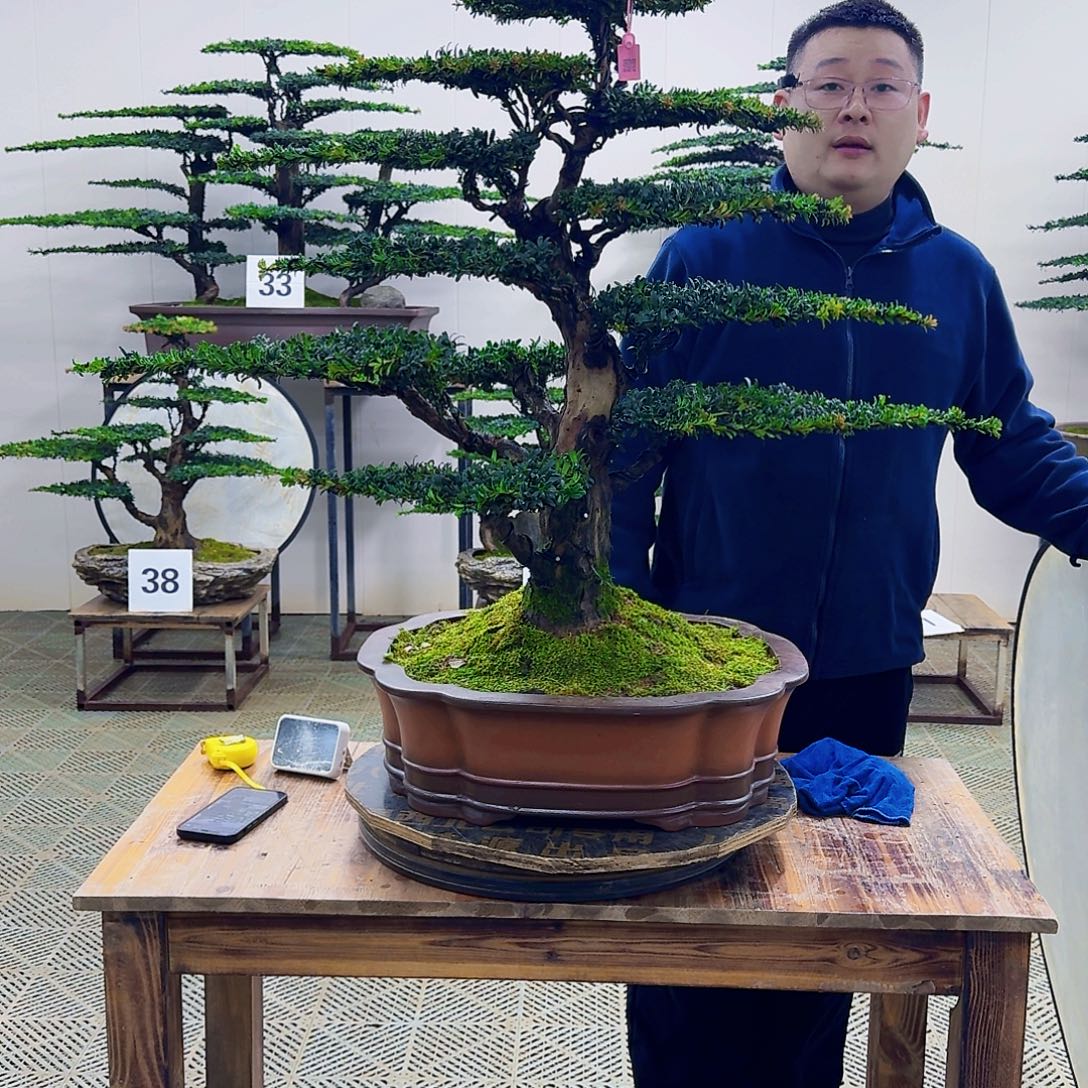 无花朵珍珠罗汉松造型盆景