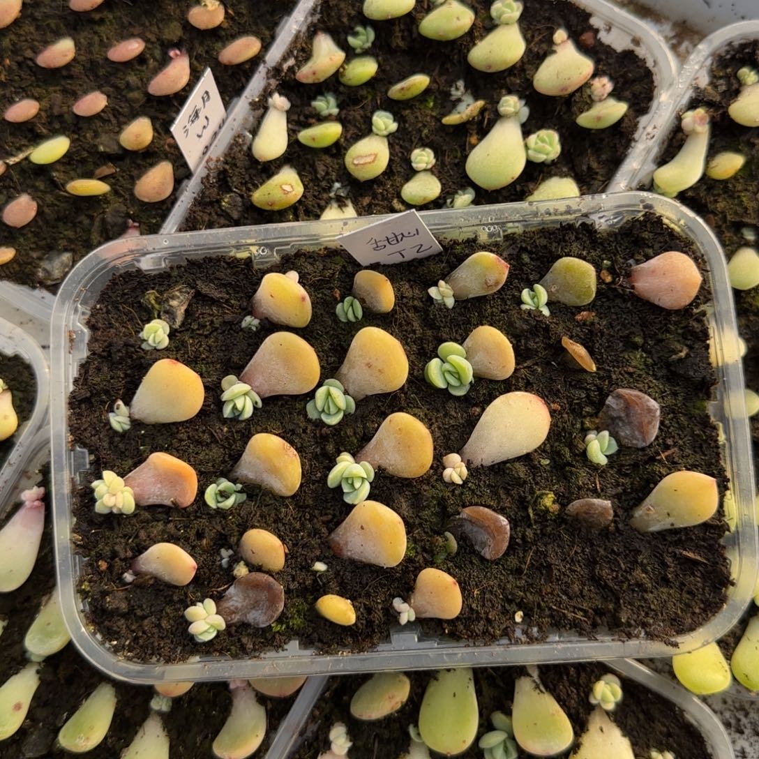 8个t2 芝麻穴满25包邮