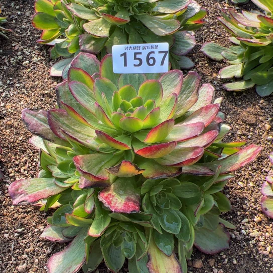 1567星河多肉植物