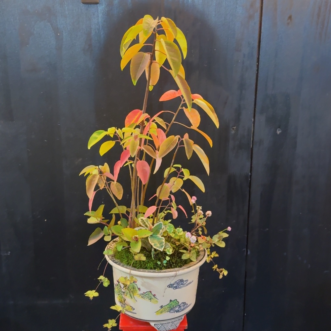 无花朵山野草手绘盆