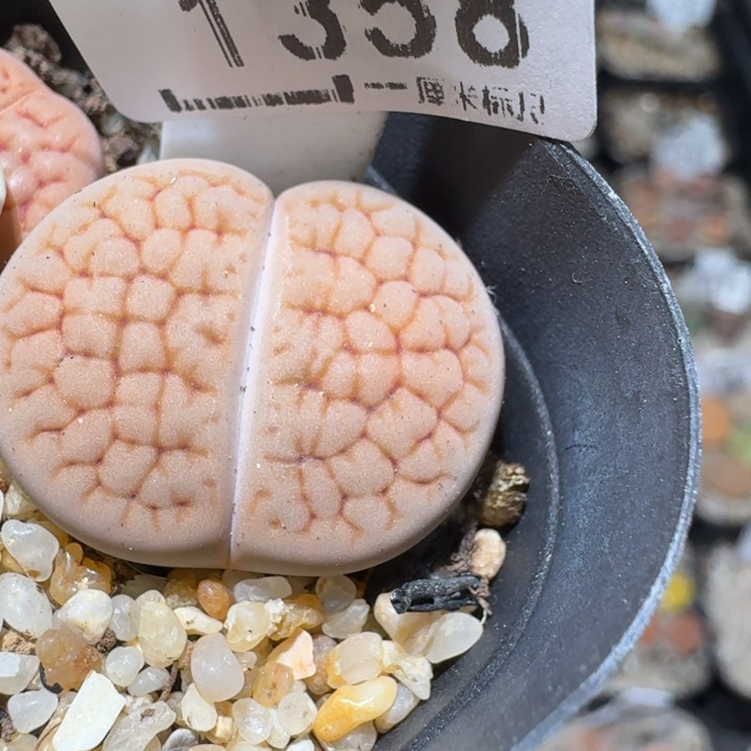 赏***人Zzz生石花肉锥1358