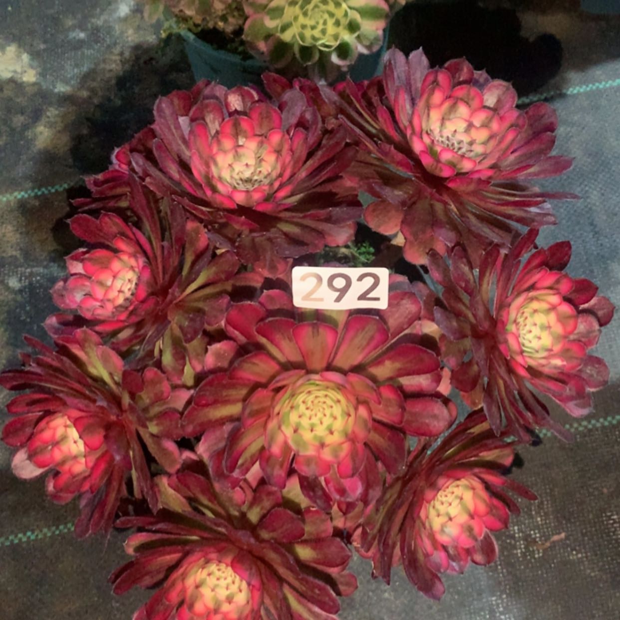 【闪购商品】292白月光