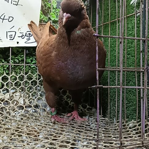 圆环鸽子一只鸽子