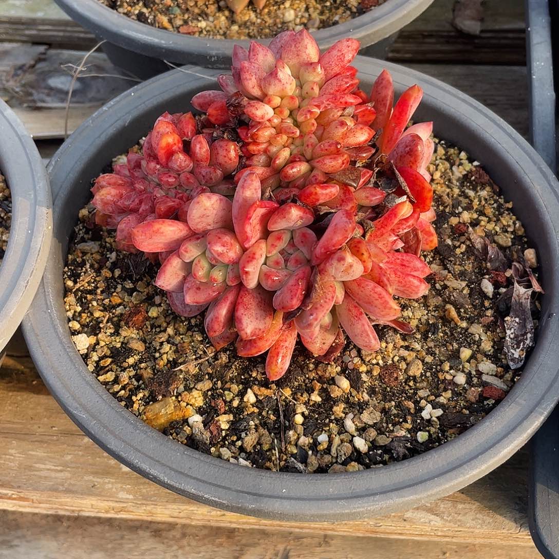 晨溪园艺仙女杯呀