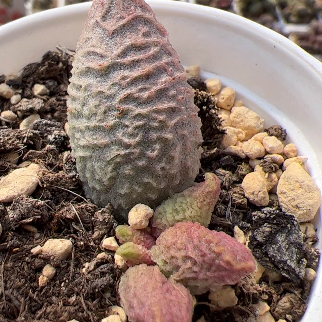 实生新品整颗多肉植物