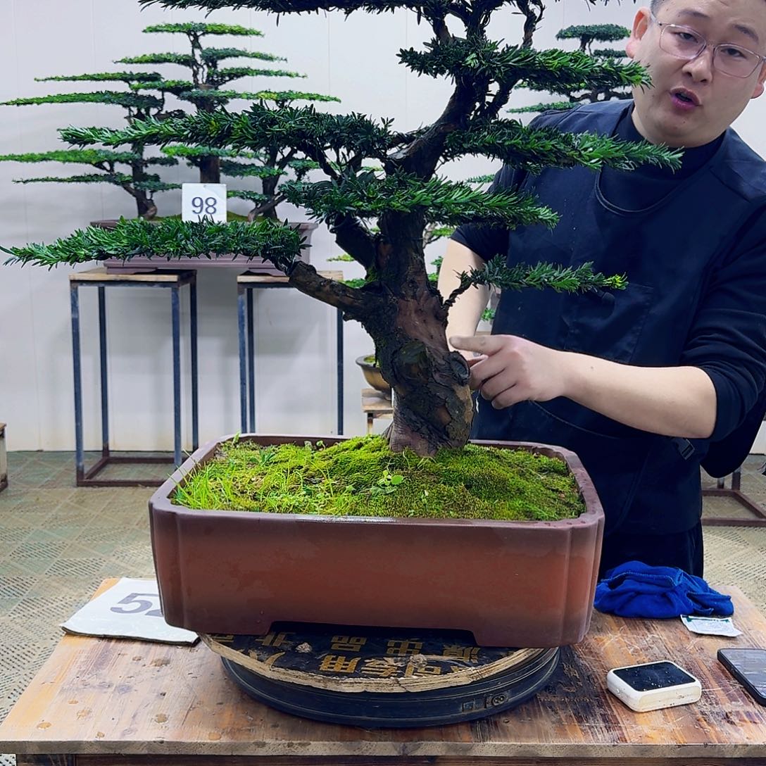 无花朵米叶罗汉松造型盆景
