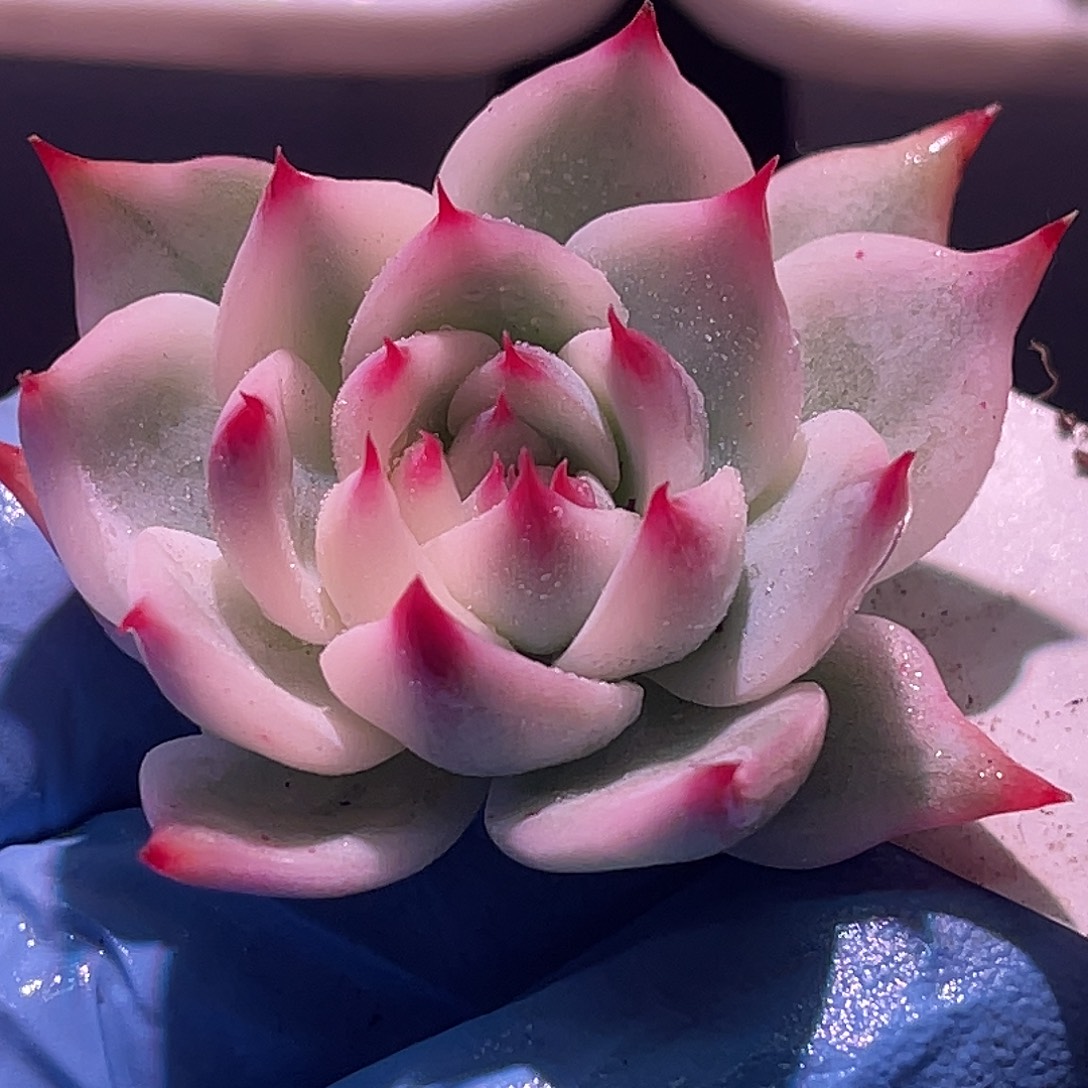 尚品园艺福利锦无根8142