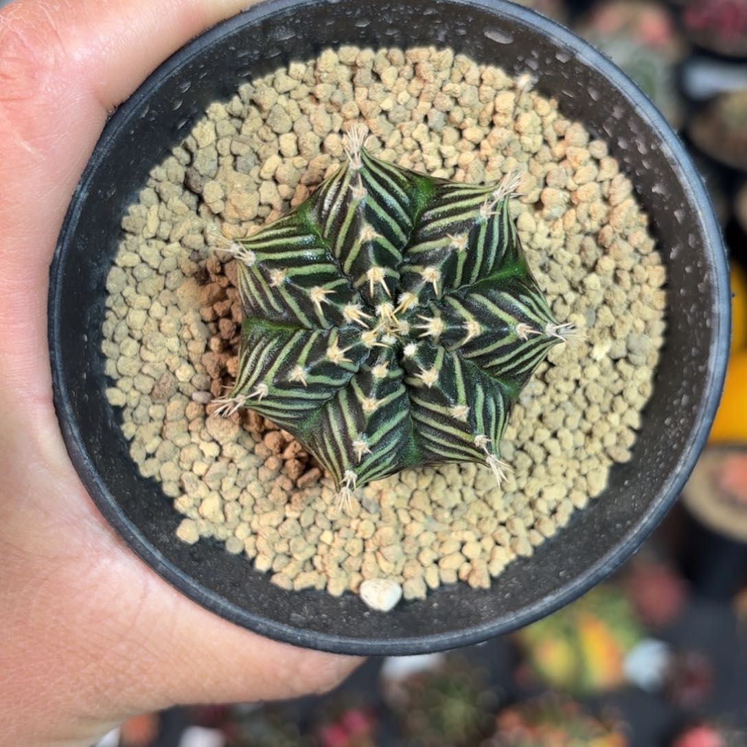 泰系米哈仙人球16号实生