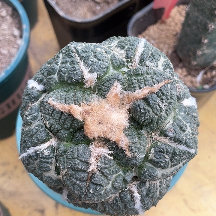 仙人球苗接龟甲9.5公分123