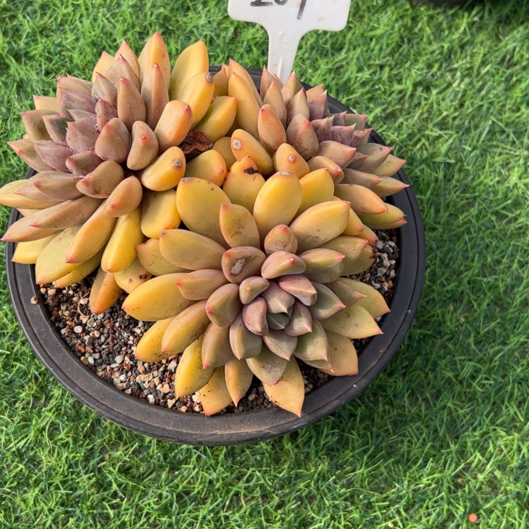 红象牙多肉植物保护研究所