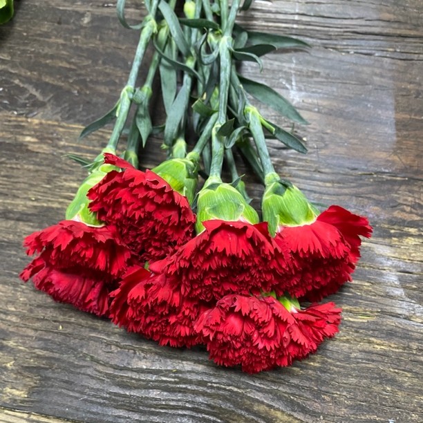 单头康乃馨 8枝加2枝防损支同城配送