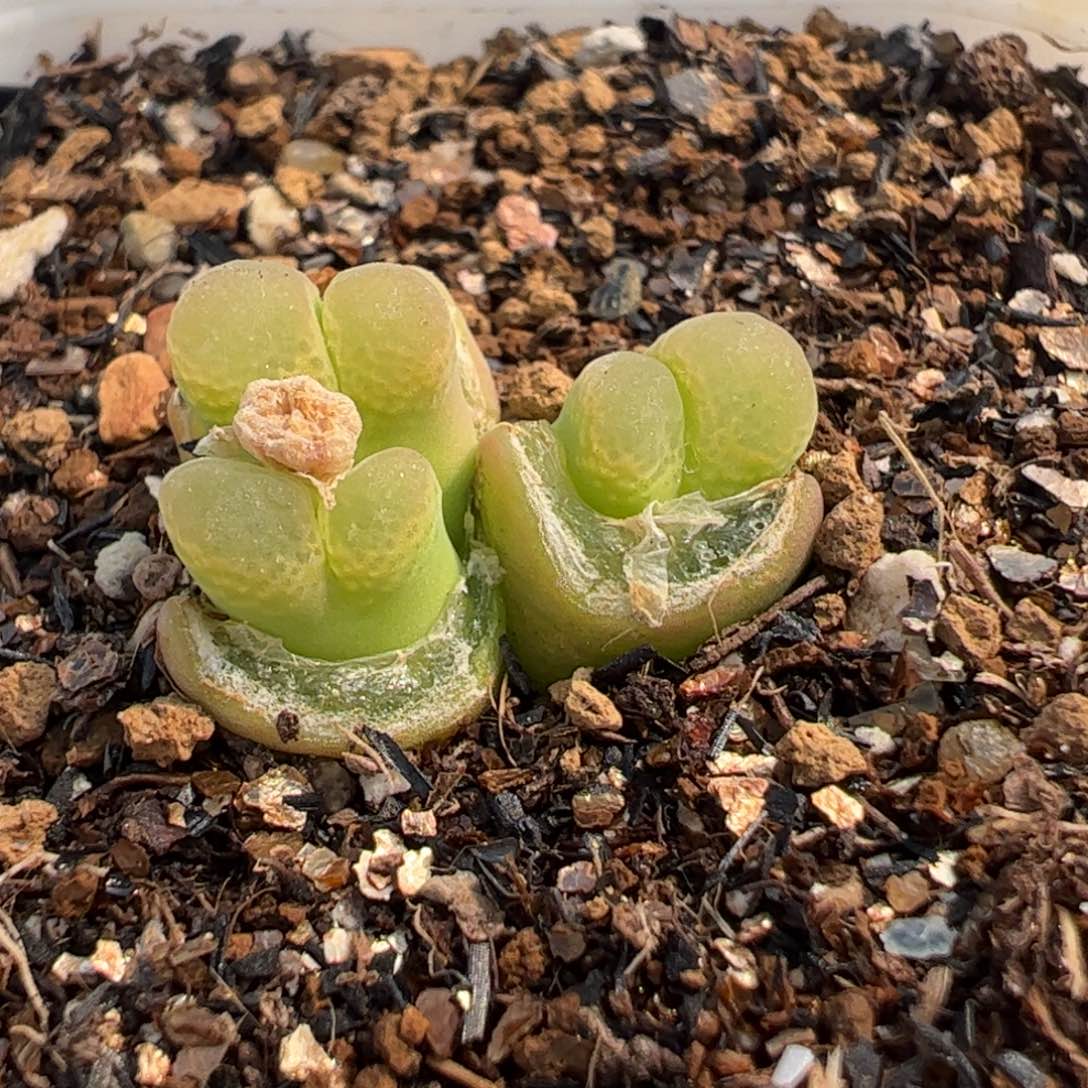 321多肉植物百科