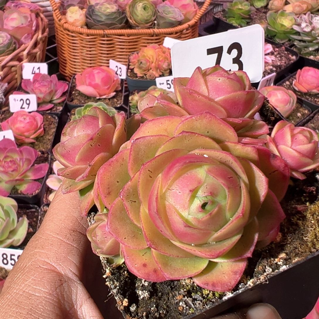 紫*樱桃73山地玫瑰多肉