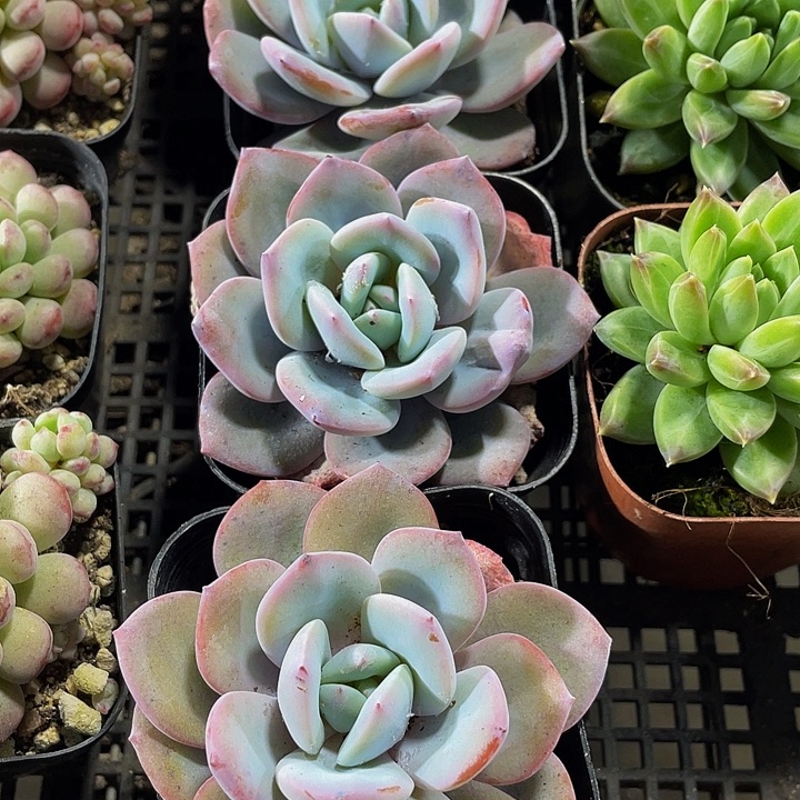 韩版奶茶带盆土发