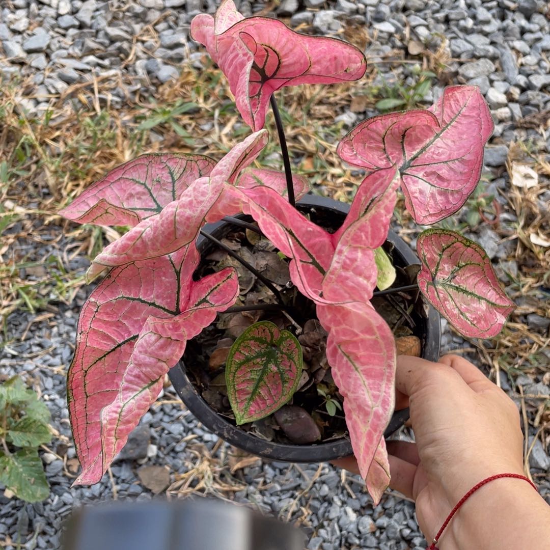 无花朵D252虾卷袋装