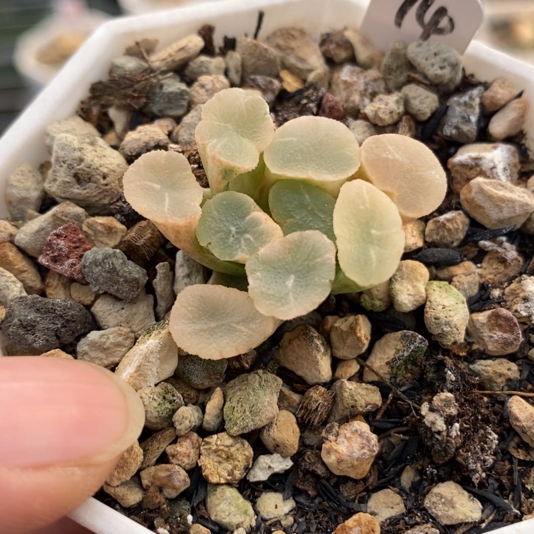 14万象锦一物一拍