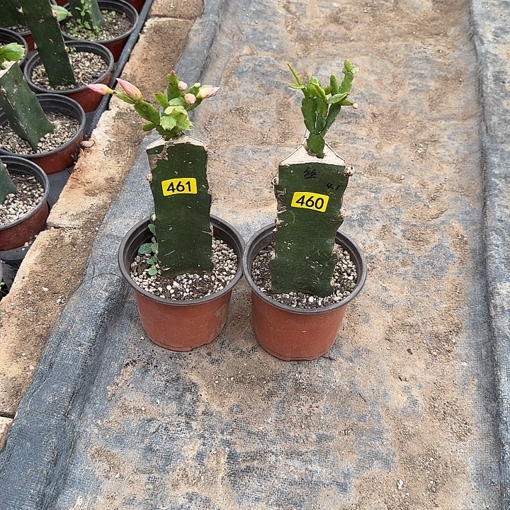 460+461嫁接蟹爪兰：索菲亚+雅丝（柱子有斑点）