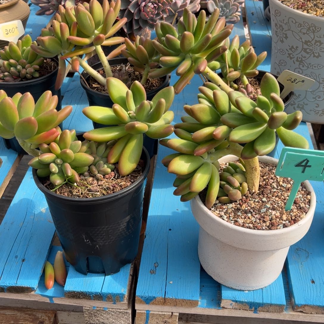 小雨多肉一物一拍金蟾