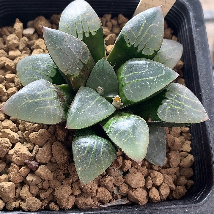 贝叶克实生一物一拍