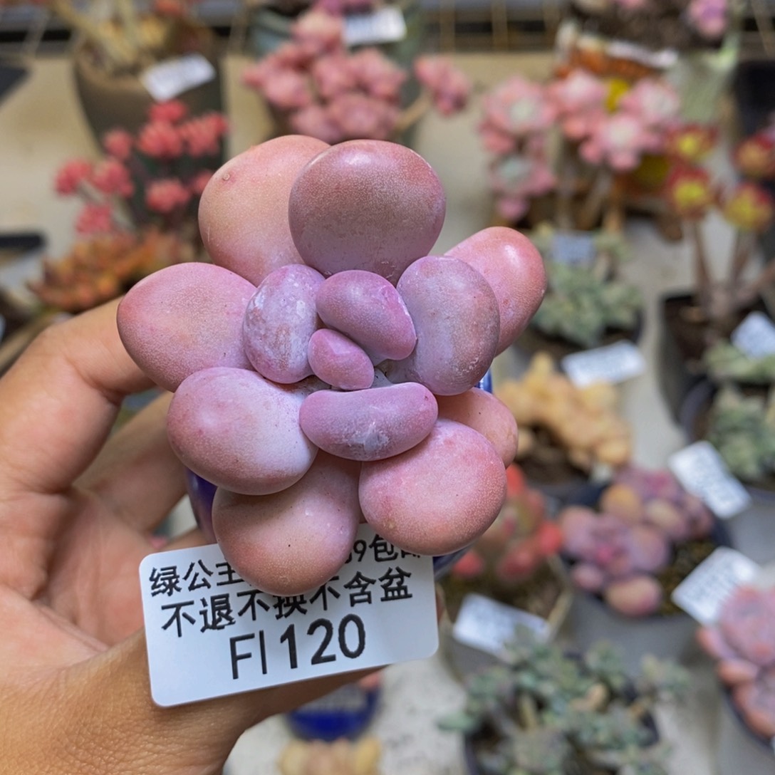 120橙雪球多肉4c m