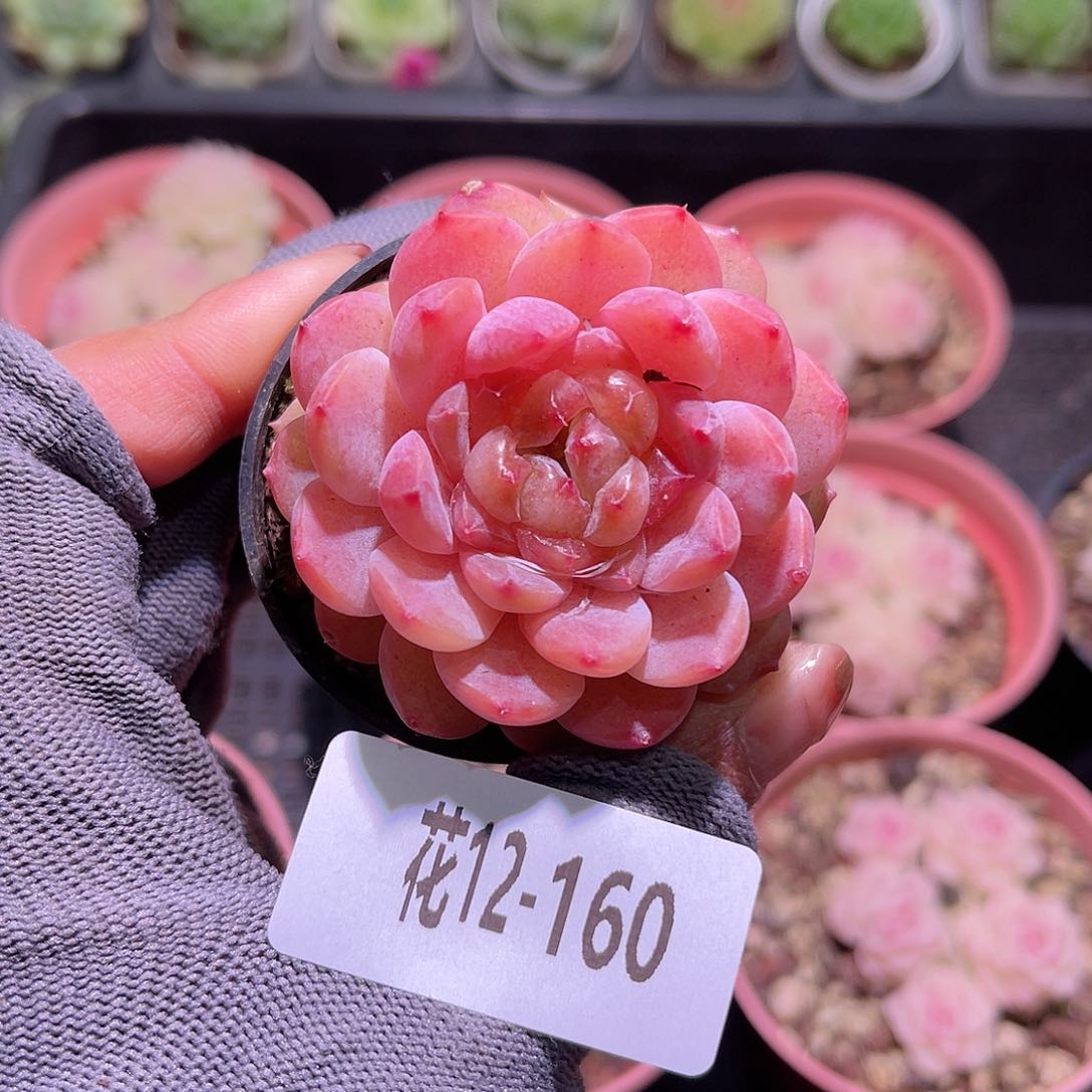花12-160果汁单头