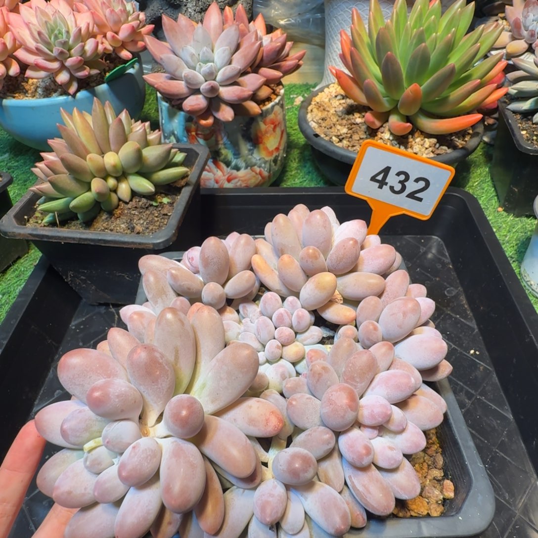 多肉植物汤圆一物一拍432