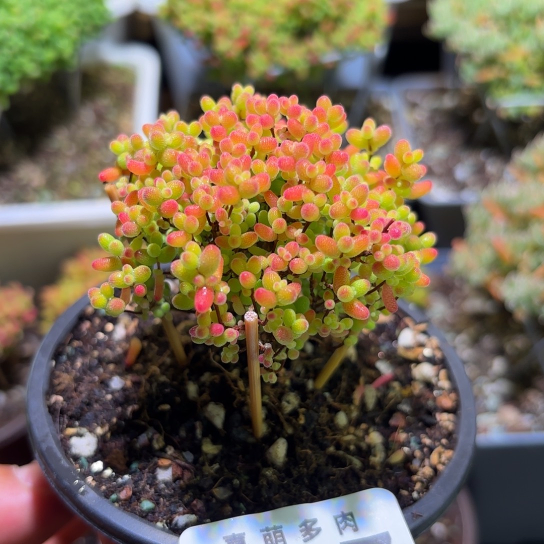 枝干番杏密橘糖球697