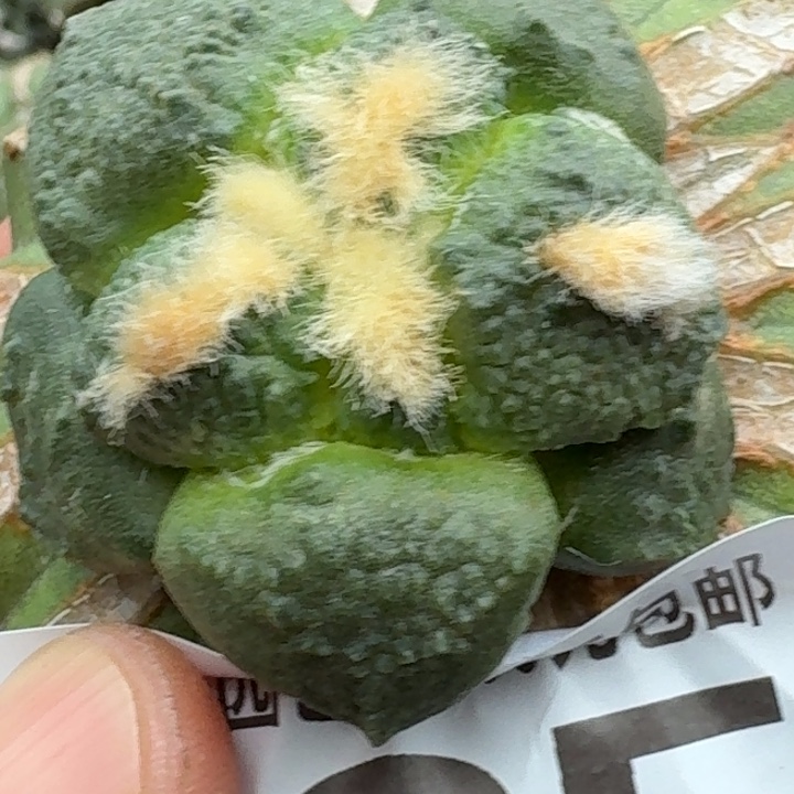 无花朵苗接大尤连山285