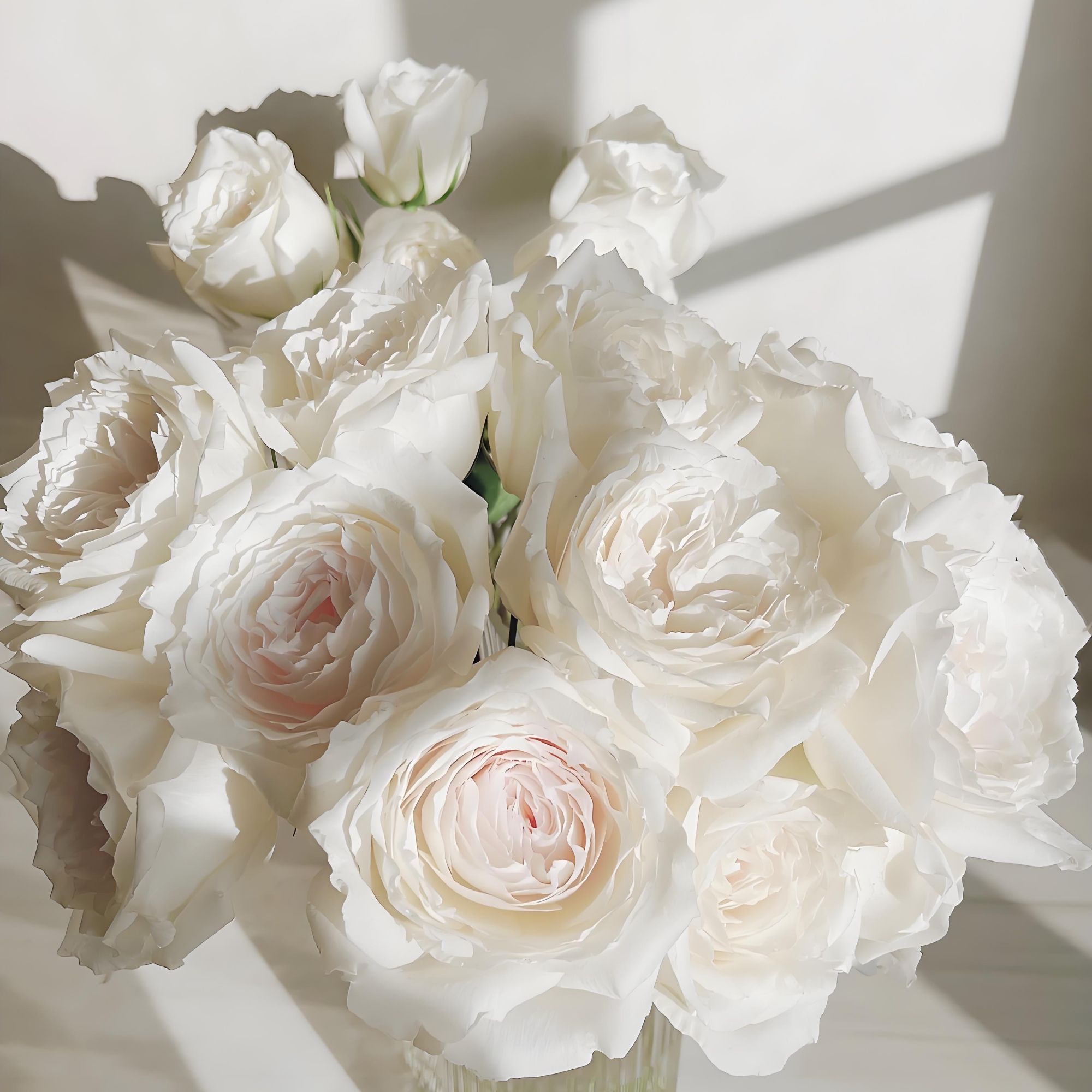 美雪公主月季花苗特大花四季白色玫瑰花盆栽阳台灌木