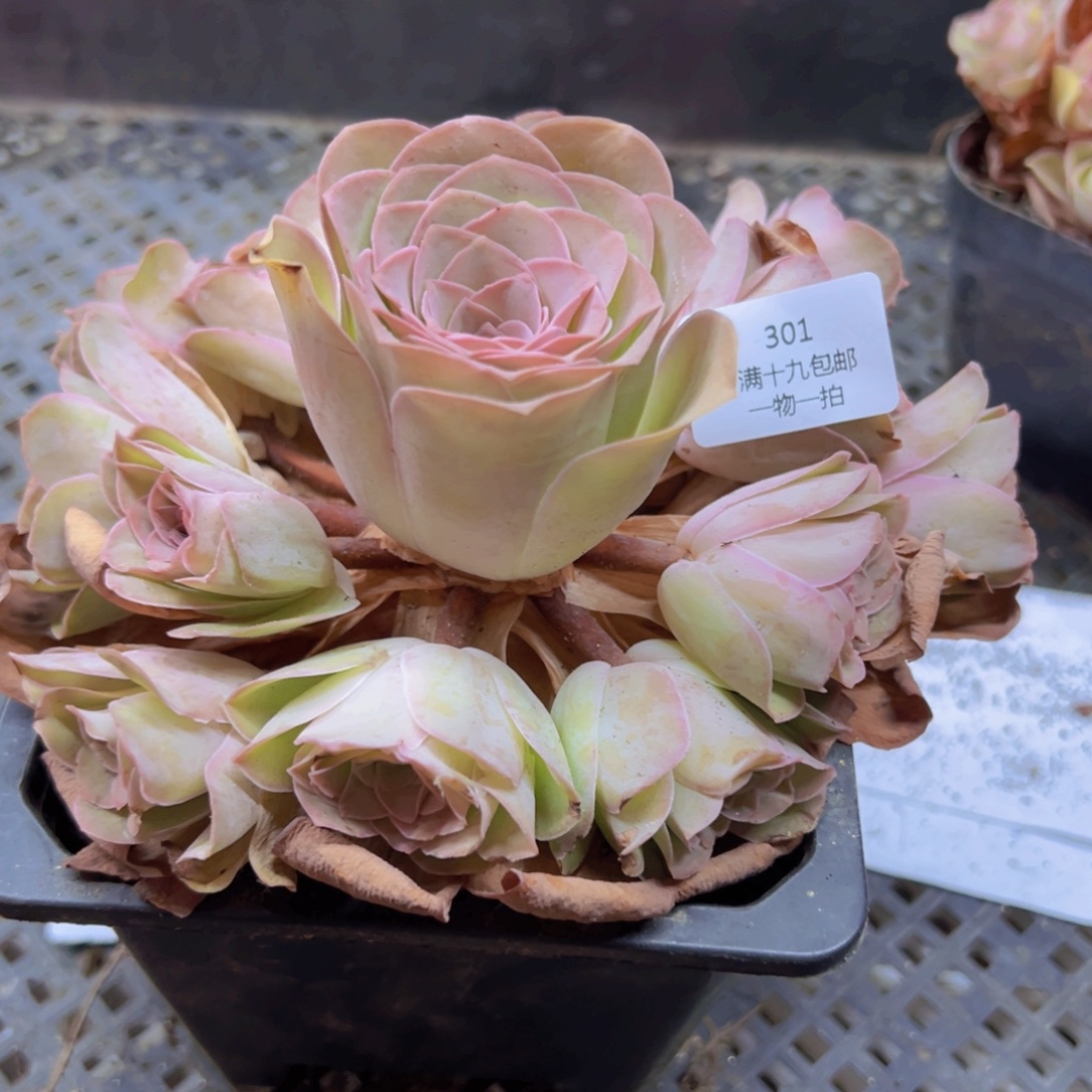 301 带盆土发货无售后
