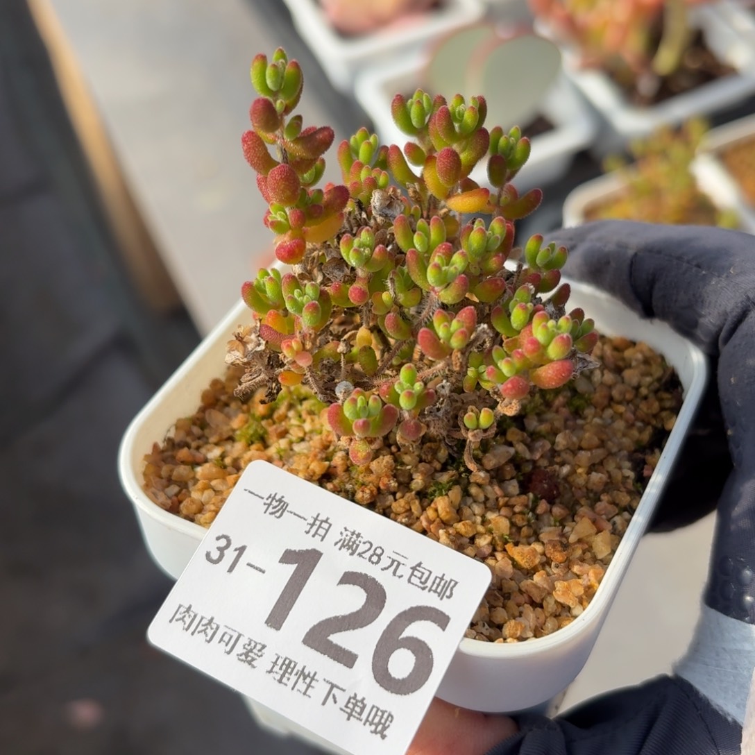 枝干番杏红宝石无盆土发货