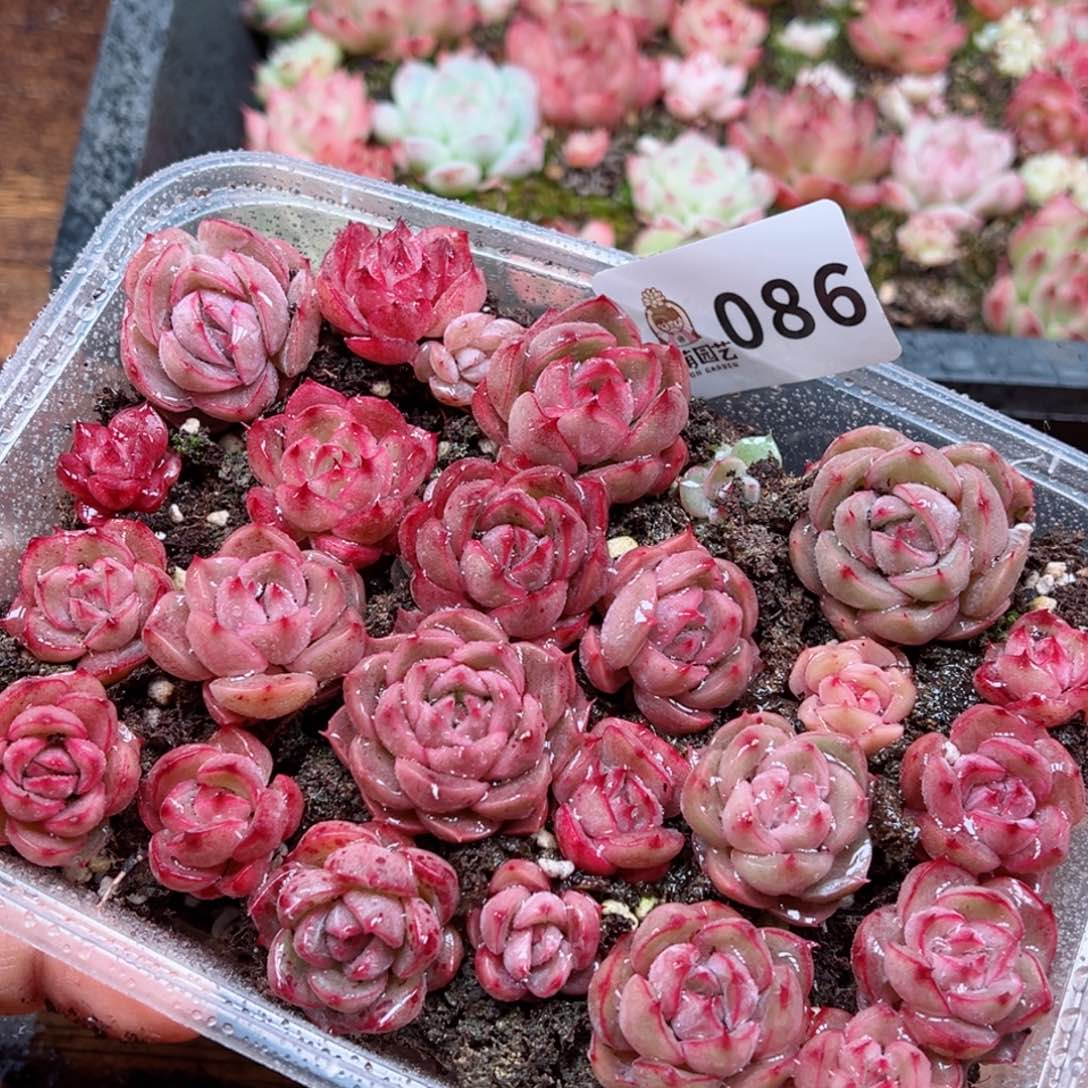 多肉植物多肉植物